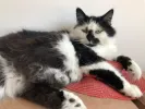 pet-image