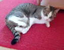pet-image