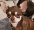 pet-image