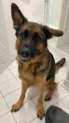 pet-image