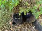 pet-image