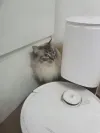 pet-image