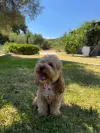 pet-image