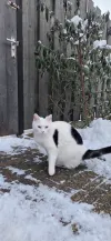 pet-image