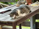 pet-image