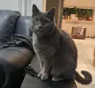 pet-image