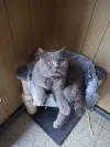 pet-image