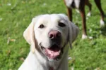 pet-image