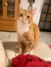 pet-image