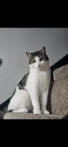 pet-image