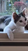 pet-image