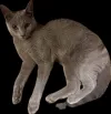pet-image
