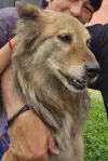 pet-image