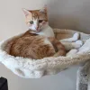 pet-image