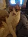 pet-image
