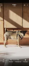 pet-image
