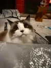pet-image