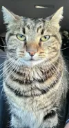 pet-image