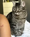 pet-image