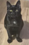 pet-image