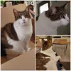 pet-image