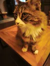 pet-image