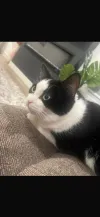 pet-image
