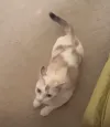 pet-image