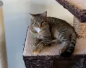 pet-image