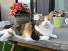 pet-image