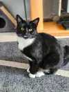 pet-image