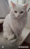 pet-image