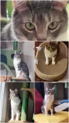 pet-image