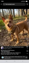 pet-image