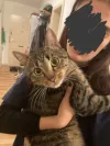 pet-image