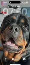 pet-image