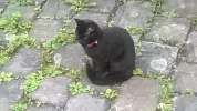 pet-image