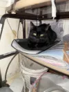 pet-image