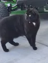 pet-image