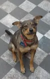 pet-image