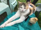 pet-image