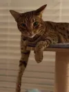 pet-image