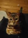 pet-image