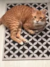 pet-image