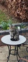 pet-image