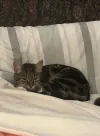 pet-image