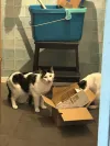pet-image