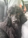 pet-image