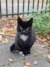 pet-image