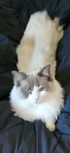 pet-image